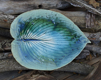 Peacock Hosta